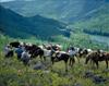 clearwater wells gray guest ranch hotel horseback