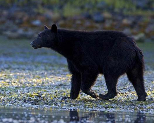 Bear-Watching-Canada-activities-travel-gallery