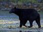 Bear-Watching-Canada-activities-travel-gallery