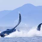 Whale Watching Cruise in Zodiac - Ucluelet