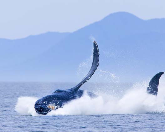 Whale-Watching-Cruise-Ucluelet-Canada-gallery