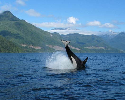 Whale-Watch-Cruise-Campbell River-Canada-gallery