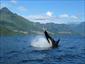 Whale-Watch-Cruise-Campbell River-Canada-gallery