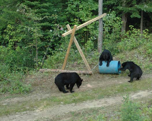 Black-bear-Okwari-Canada-activities-travel-gallery
