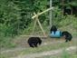 Black-bear-Okwari-Canada-activities-travel-gallery
