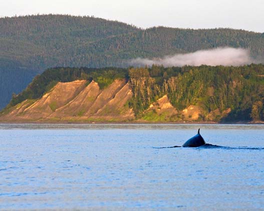 Whales-Kingdom-Canada-activities-travel-gallery