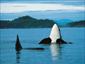 Whale-Discovery-Zodiac-Victoria-Canada-gallery