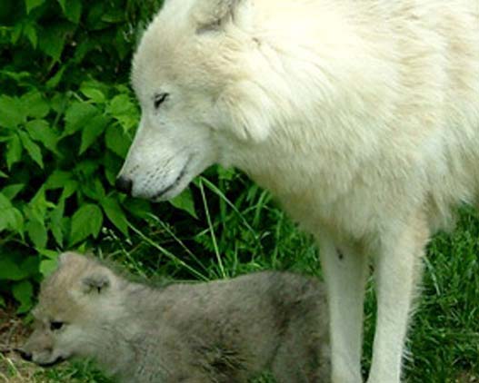 Wolf-Close-Encounter-Canada-activities-gallery