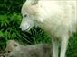 Wolf-Close-Encounter-Canada-activities-gallery