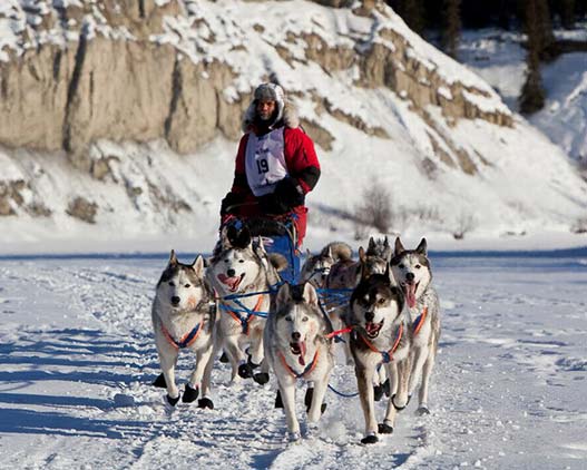 Dog-sled-Canada-activities-travel-gallery