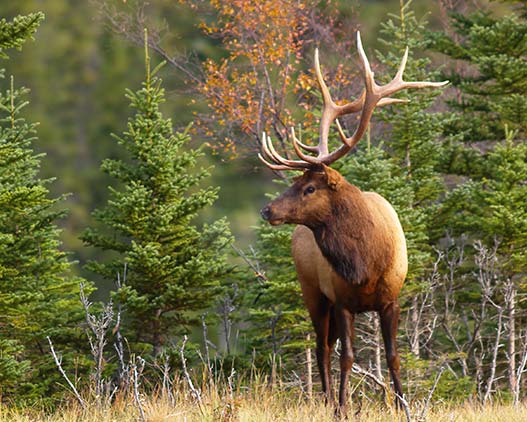 Banff-Wildlife-Canada-activities-travel-gallery