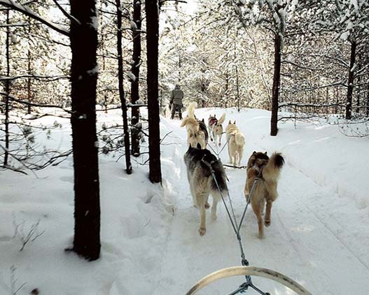 Dog-Sled-Lac-Taureau-Canada-travel-gallery