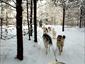 Dog-Sled-Lac-Taureau-Canada-travel-gallery