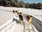 Dog-Sled-Lac-Taureau-Canada-activity-ride-gallery