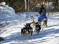 Dog-Sled-Lac-Taureau-Canada-activities-run-gallery
