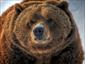 Zoo-Saint-Flicien-Winter-bear-gallery