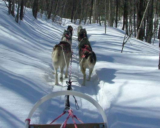 Half-Day-Dog-Sledding-Canada-travel-gallery