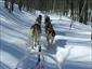 Half-Day-Dog-Sledding-Canada-travel-gallery