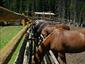 western-lunch-horseback-Canada-horse-gallery