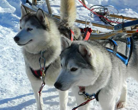 dog-sled-Lac-Blanc-Canada-activity-travel-gallery