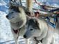 dog-sled-Lac-Blanc-Canada-activity-travel-gallery