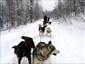 Excursion of Dog Sledding - (Lenght : 1h) (Lac-à-l'Eau-Claire)