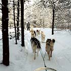 Dog sledding excursion (1h00 - 8 km) (Lac taureau)
