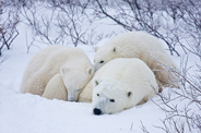 Meeting with the Polar Bears 6 days / 5 nights