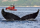 Whale Watch Cruise (12 passengers Zodiac) - Essipit