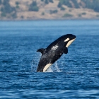 Whale Watching Cruise (Sidney, Victoria) (length: 3hrs)
