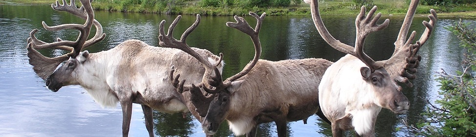 header-general-home-1