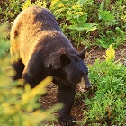 Black Bear Watching - Essipit
