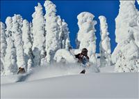 Smowmobile and white trees - GALLERY