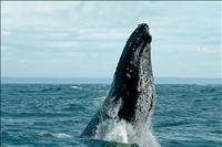 Baleine - GALLERY