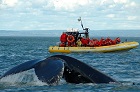 Whale watch Cruise in Zodiac – Baie Sainte-Catherine (2h30)