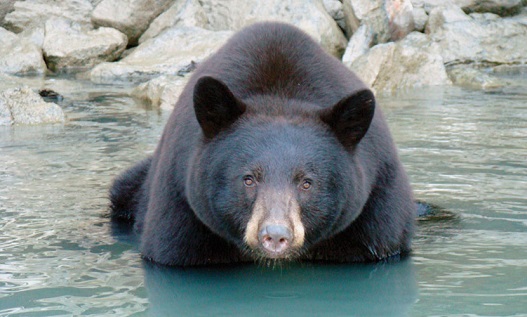 riversafariblueriveractivitybearwatching1br