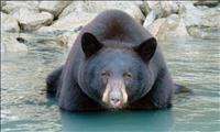 riversafariblueriveractivitybearwatching1br