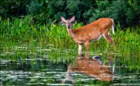 Mont-Orford National Park bambi- GALLERY