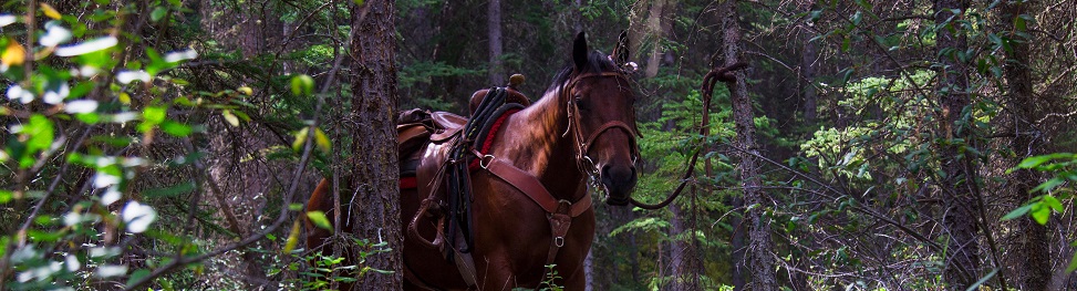 Backcountry-6 - HEADER