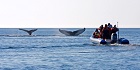 Cruise in the Mingan's Islands (length: 3h30)
