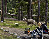 Jasper-national-park