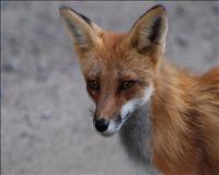 Arowhon Pines Algonquin Park fox