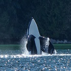 Whale Watching Tour (length: 5hrs)