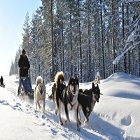 Full Day of dog-sledding - Up to 2 persons per sledge - (Camp Taureau) 