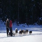 Dog Sledding Excursion (length: 2h)- 2 persons per sledge (Saint-Hippolyte) 