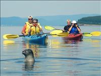 Sea kayaking with seals (3h)