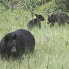 discoverbanfftoursbanffactivitywildlifeview