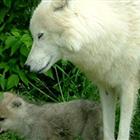 Wolf: A Close Encounter