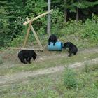 Black bear Watching - Okwari (1 day)