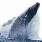 Whale Watch Cruise in Cruiseship - Tadoussac (length : 3h)